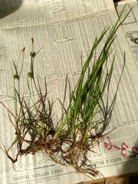 Carex crawei image